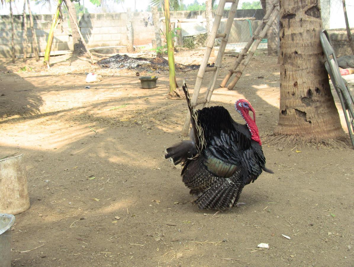 Holiyday In Vgf Farm House Danishpet Ngoại thất bức ảnh