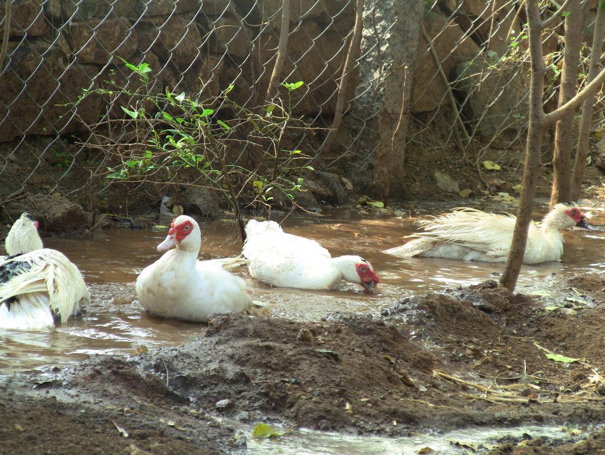Holiyday In Vgf Farm House Danishpet Ngoại thất bức ảnh